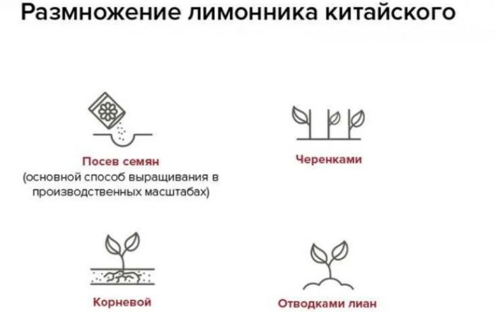 Методи за размножаване на лимонена трева