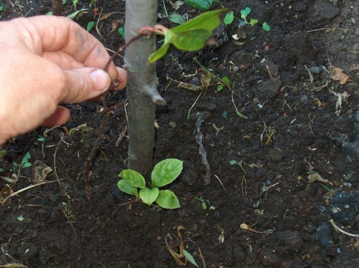 издънка на шизандра