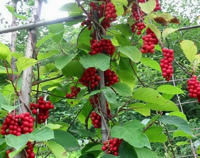 Градина Шизандра 1