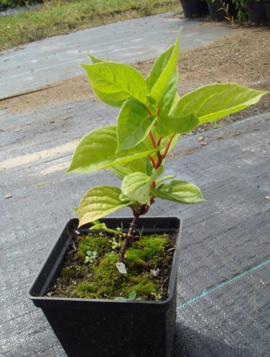 Разсад от шизандра