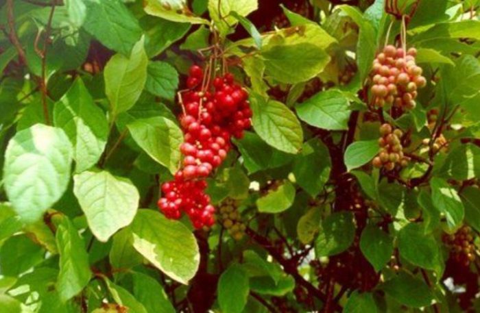 Сорт Волгар