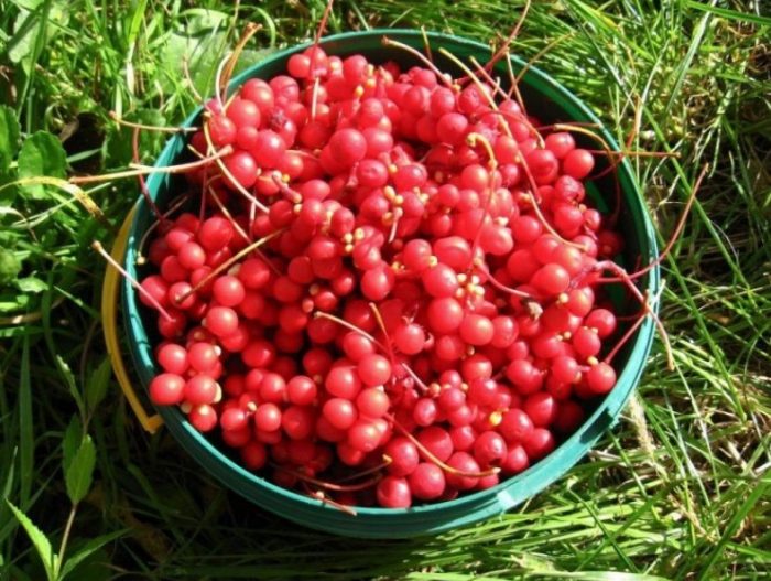 Плодове от шизандра