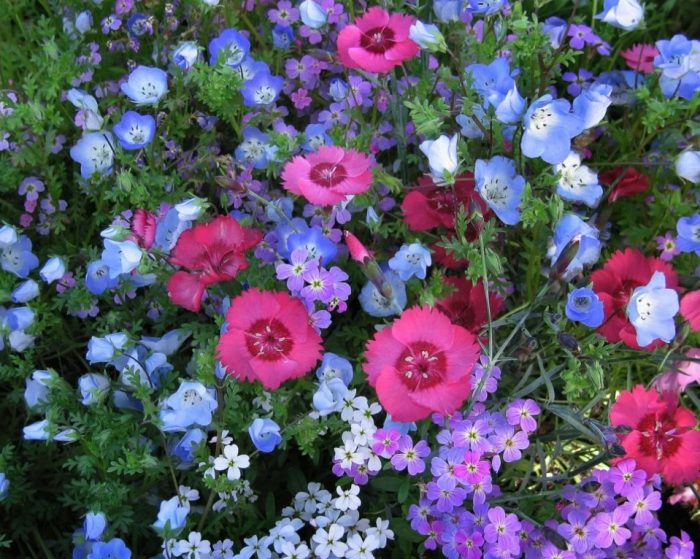 Νεμόφιλα σε παρτέρι