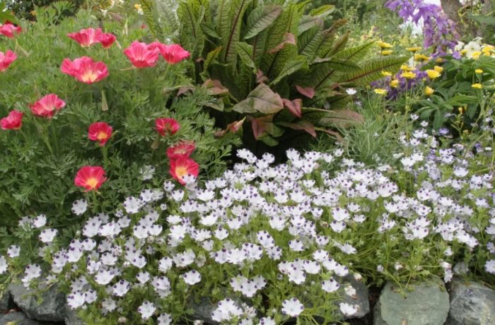 Λουλούδι Νεμόφιλα