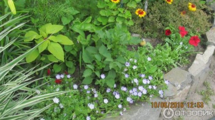 Νεμόφιλα κατά μήκος των συνόρων