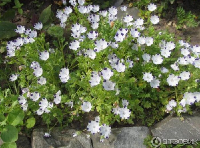 Νεμόφιλα σε παρτέρι