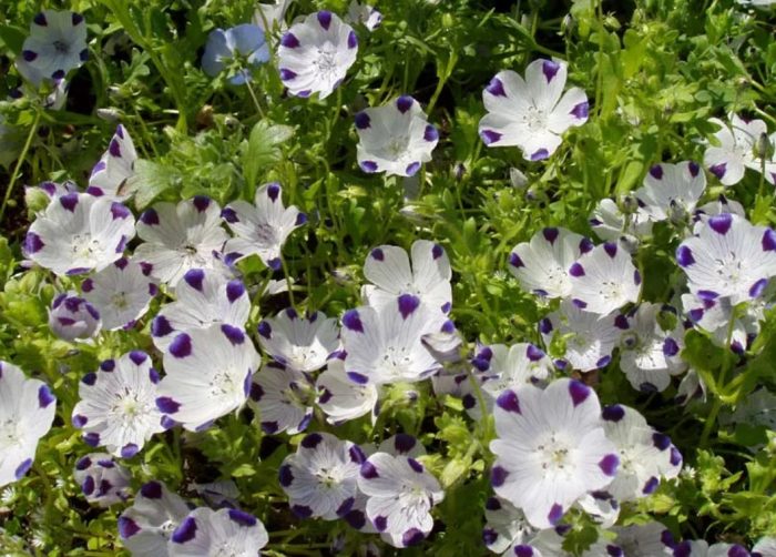 Στικτός Νεμόφιλα