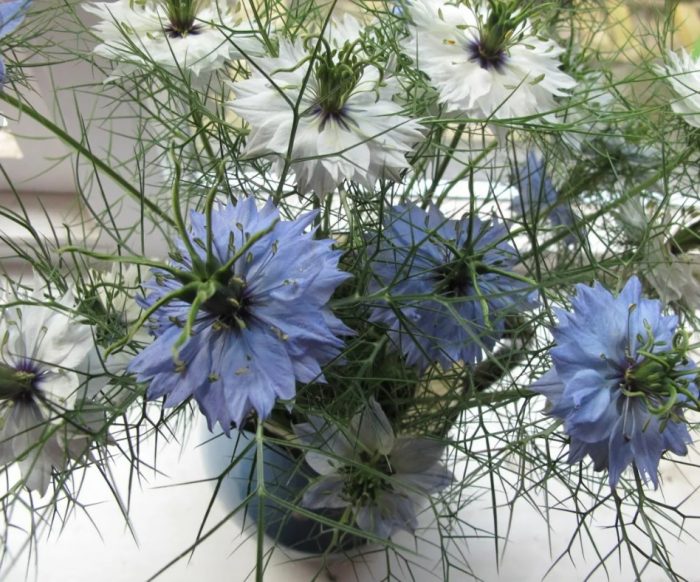 Ένα μπουκέτο από νιγκέλα