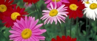 Разнообразие от пиретрум