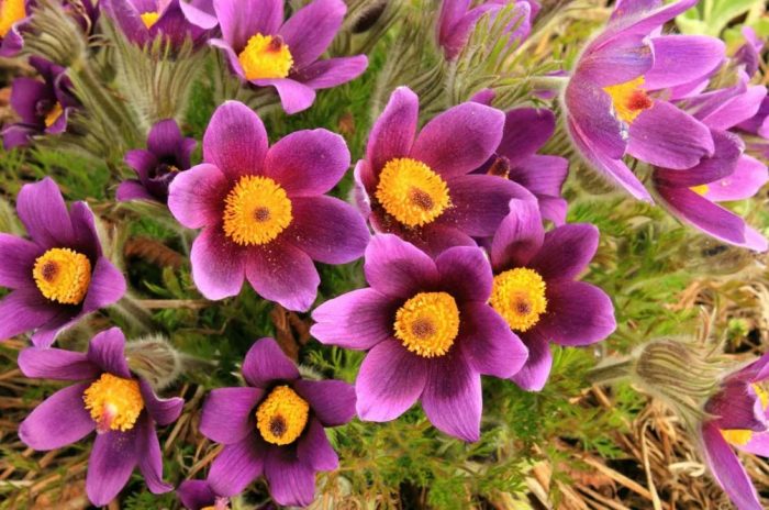 Цветя от пасхална трева