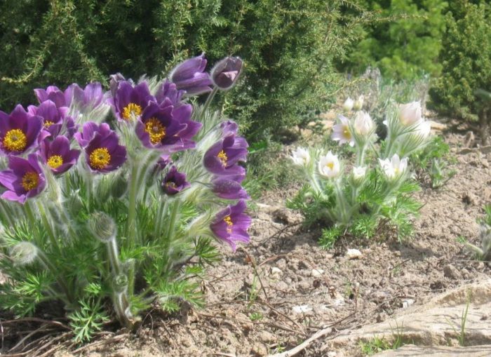 Пасхално цвете в цветна леха