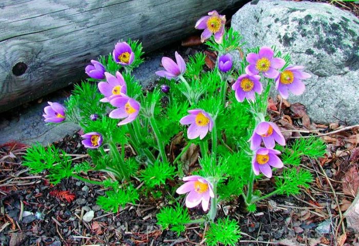 Пасхално цвете в градината