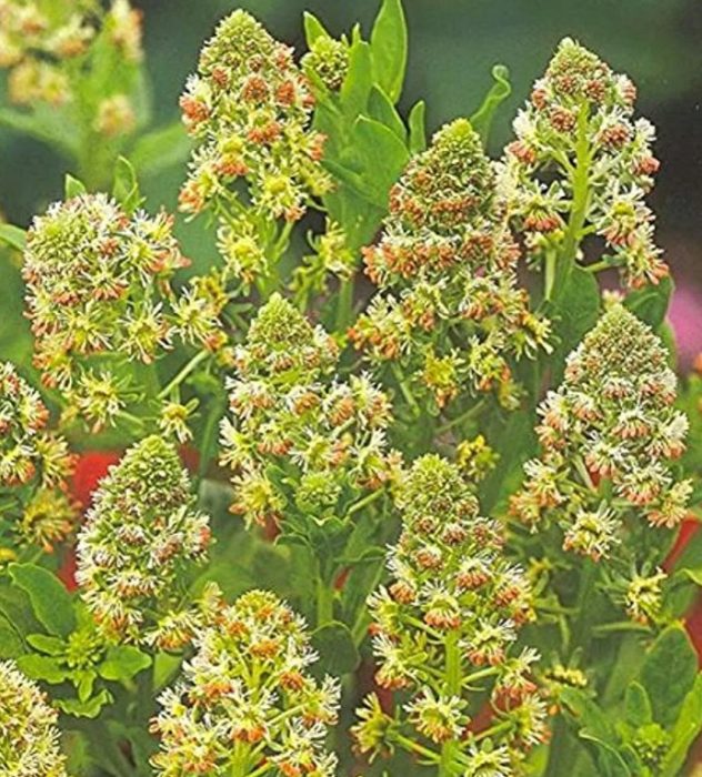 Λουλούδι μινιόνετ