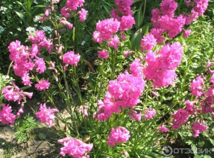 Ταξιανθίες ρητίνης terry