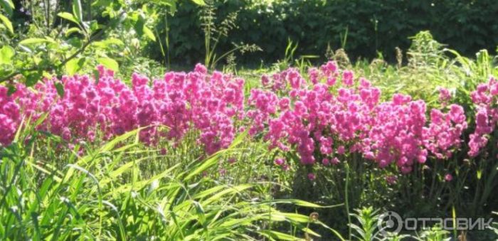 Τέρι πίσσα στον κήπο