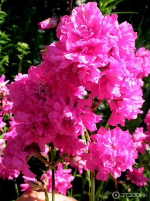 Διπλό λουλούδι ρητίνης