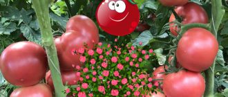 Домати Розов Буш