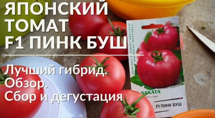 Ιαπωνική ντομάτα