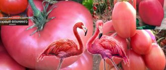 Домати Розово Фламинго