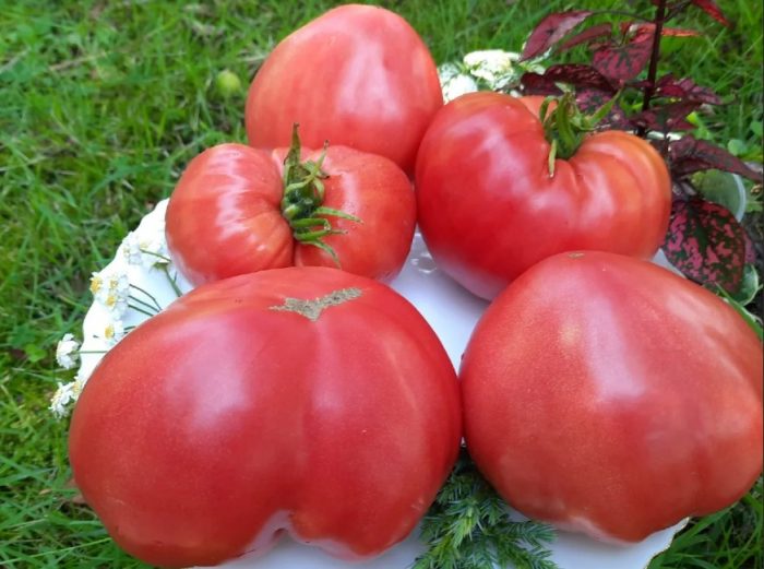 Реколта от домати с розово фламинго