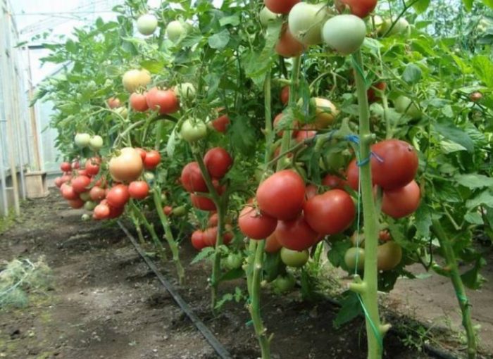 Доматен храст Розово фламинго