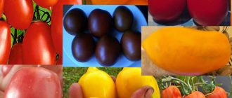 Сортове сливови домати