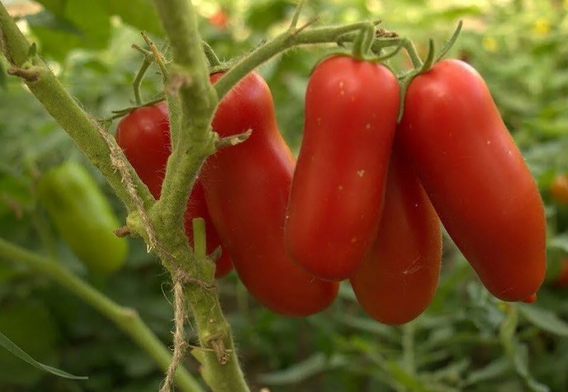 Плодове от сорта Жигало по храстите