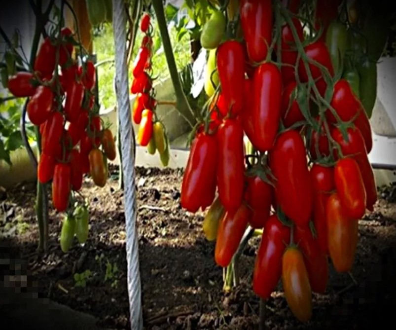 Храсти от сорта Жигало