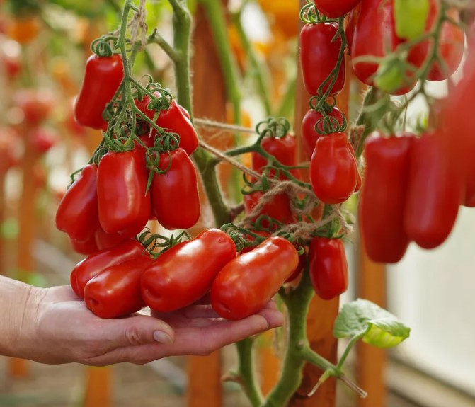 Сорт Гигало