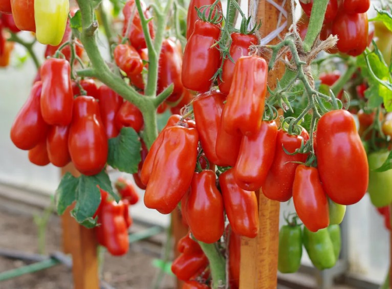 Домати от сорта Жигало