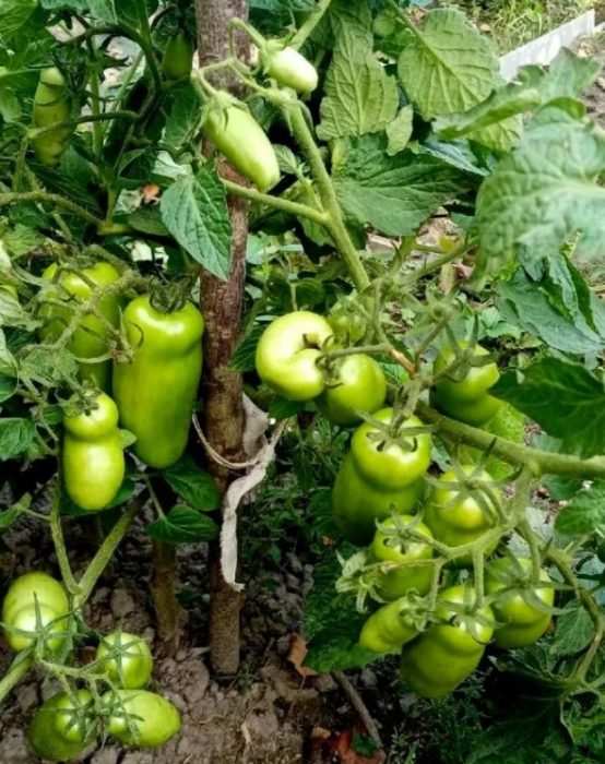 Храсти от сорта Жигало Храсти със зелени плодове