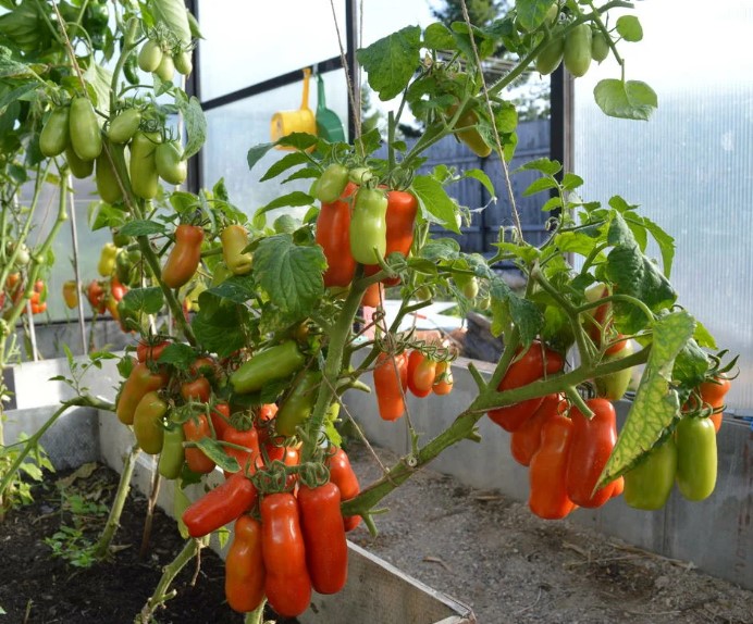 Храсти от сорта Жигало