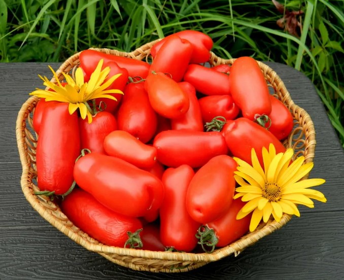 Реколта в купа Домати Гигало в кошница