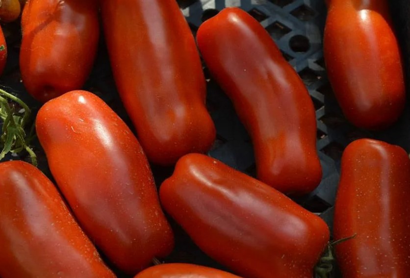 Плодове от сорта Жигало