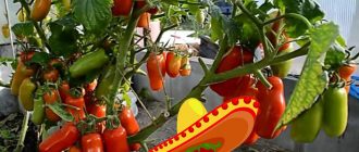 Домати от сорта Жигало