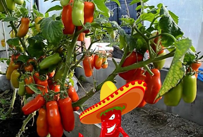 Домати с необичайна форма Домати от сорта Жигало