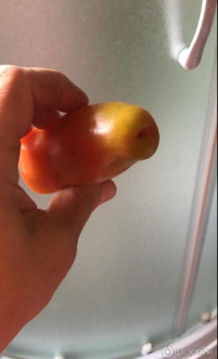 Домат жиголо Домат с необичайна форма