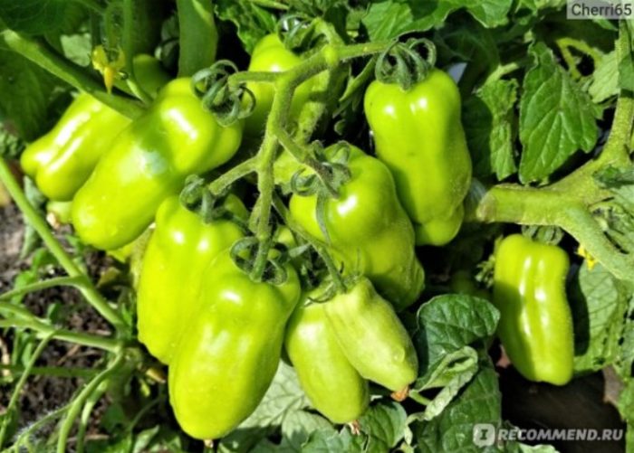 Високодобивен сорт Жиголо Храст с плодове от сорта Жигало