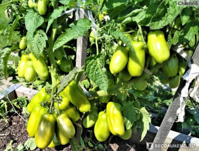 Много плодове на връзка Определен храст