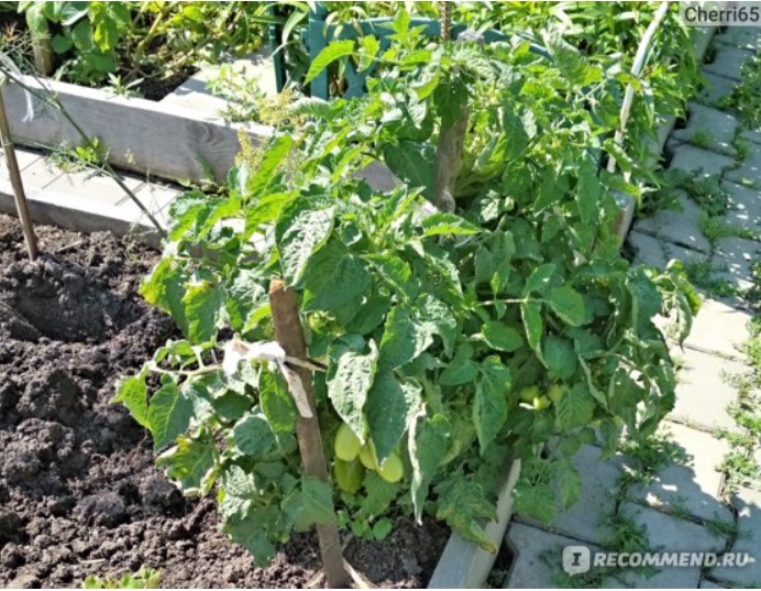 Определящ се храст от сорта Жигало Буш на открито