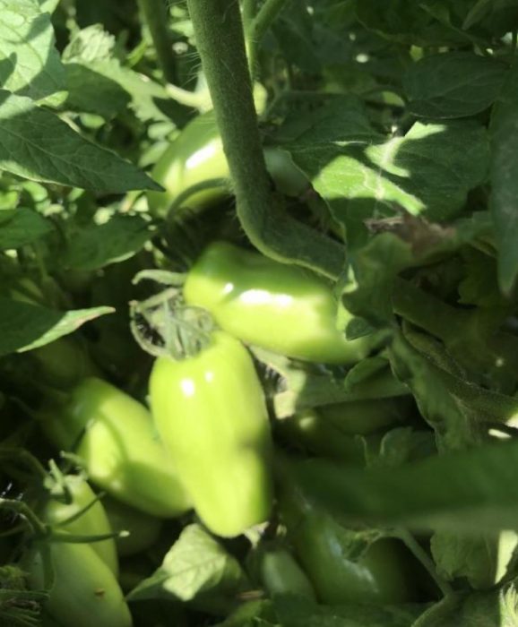 Зелени плодове на храст Зелени домати на храста