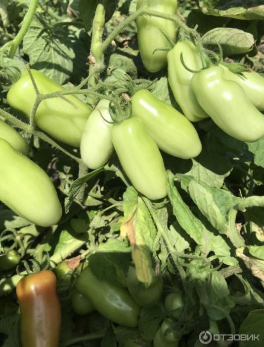 Високодобивен сорт Жиголо Голям брой домати на храст