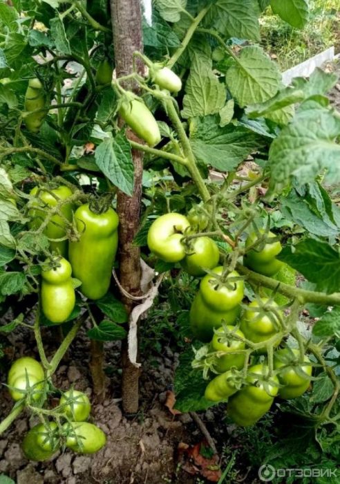Сорт Жигало храст с домати Храсти със зелени домати