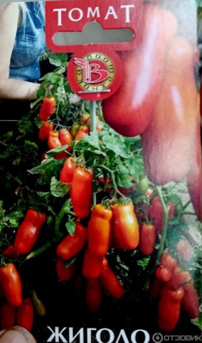 Пакет семена от сорта Gigolo Снимка върху пакетче със семена