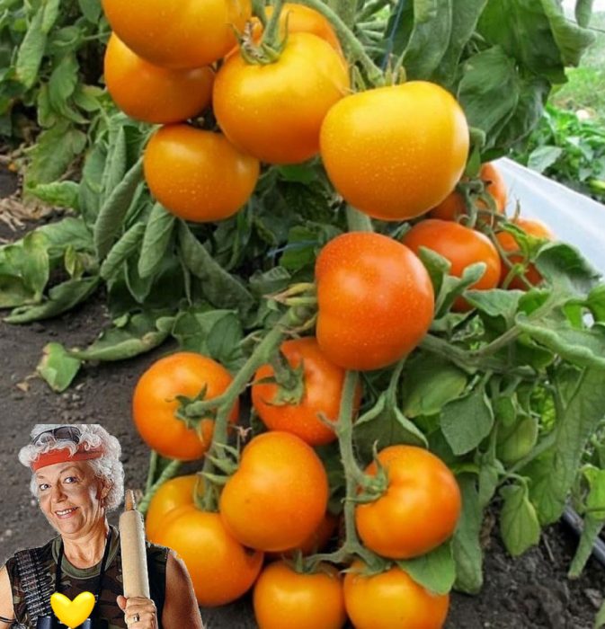 Доматена златна свекърва