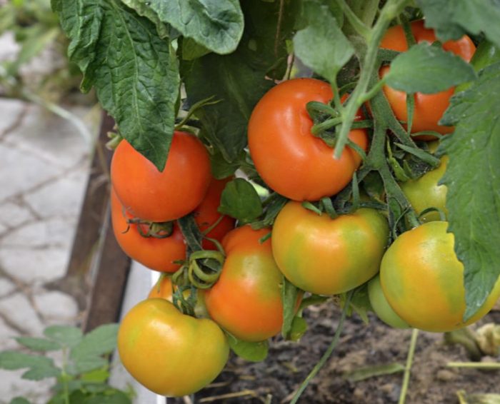 Домати на храста