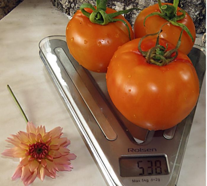 Претегляне на домати
