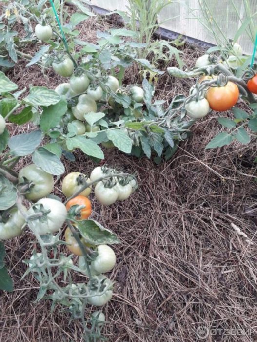 Мулчиране на храсти