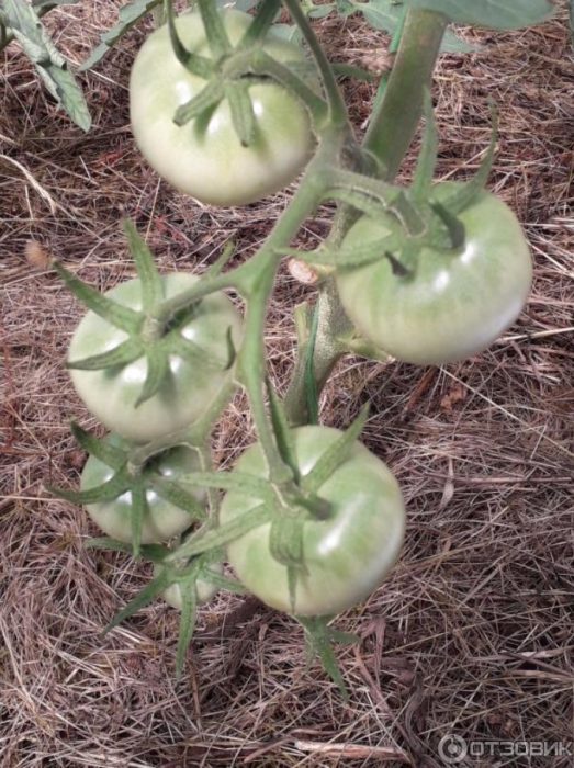 Първата връзка домати