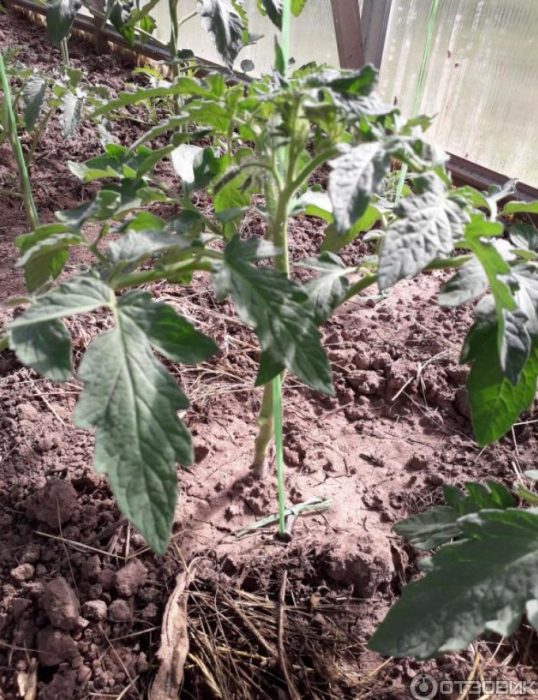 Растящ храст